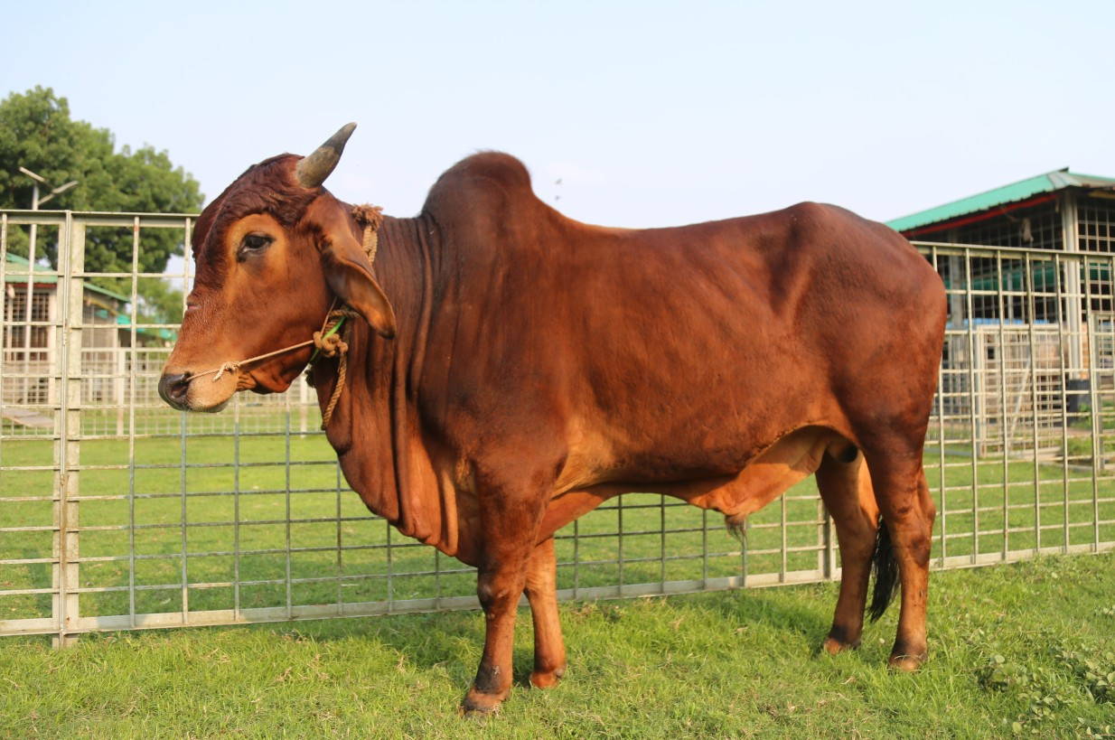 Cow 497