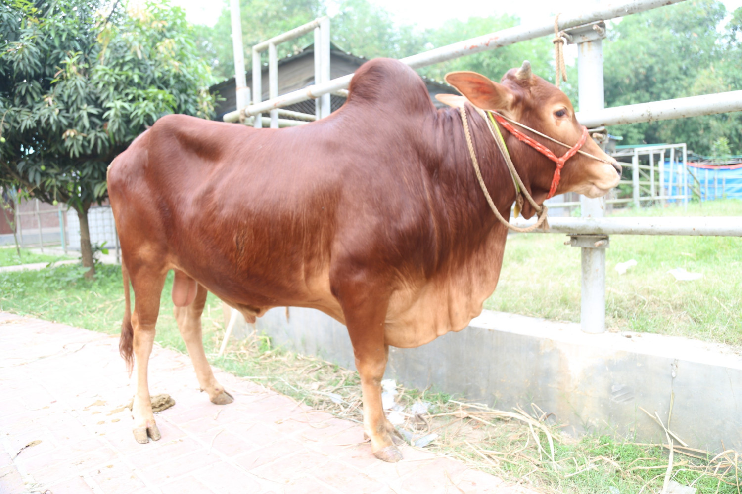 Cow 91