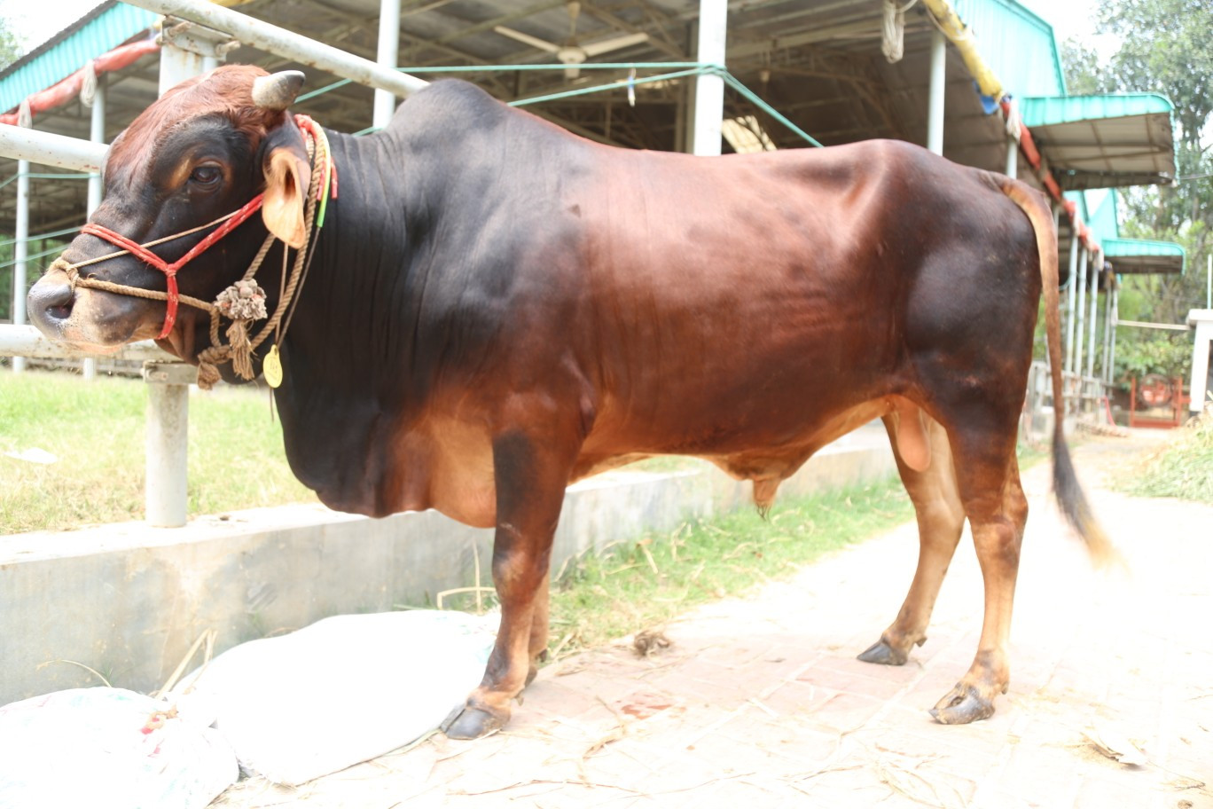 Cow 423