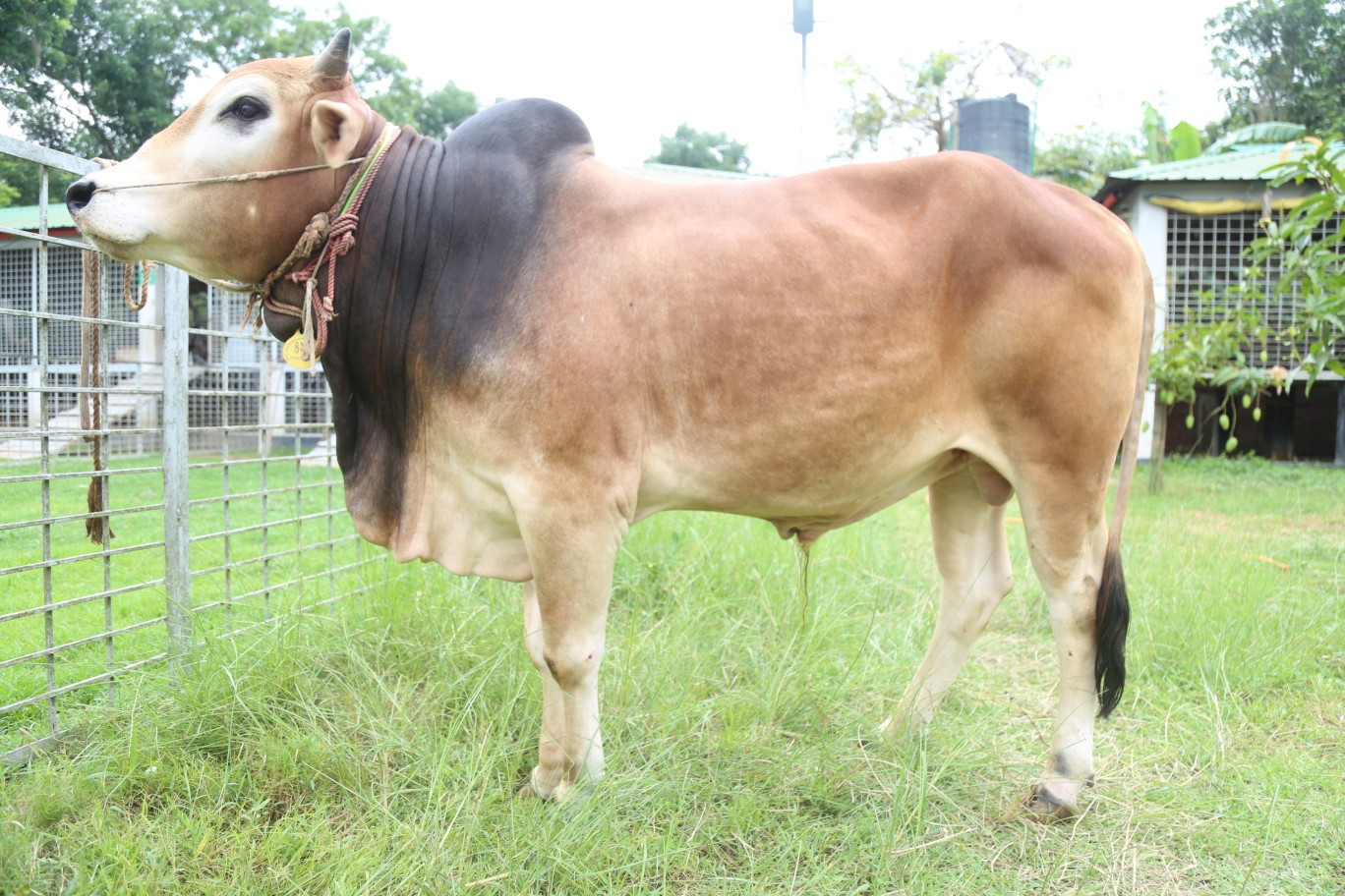 Cow 426