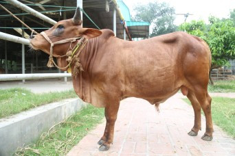 Cow 305