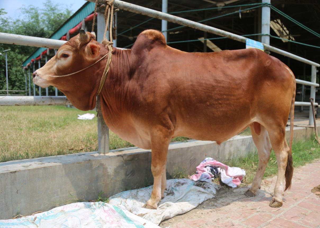 Cow 366
