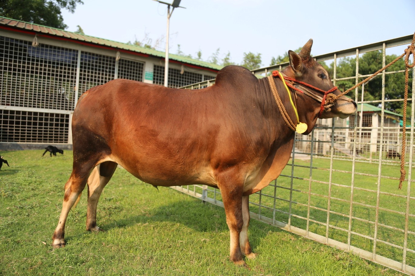 Cow 306