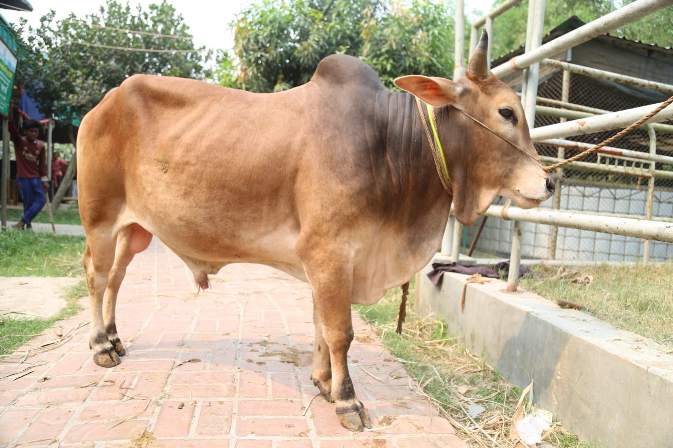 Cow 345