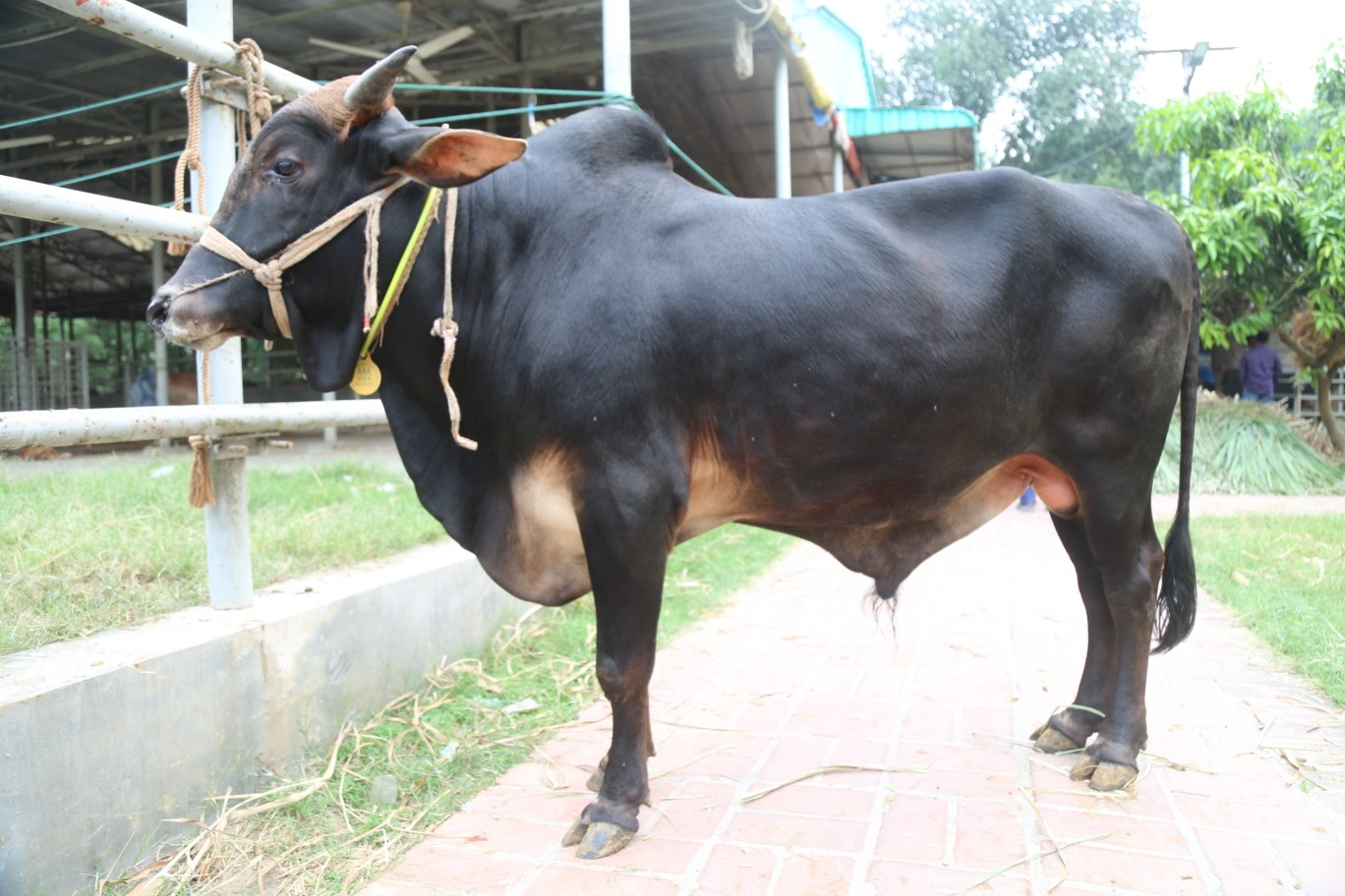 Cow 333