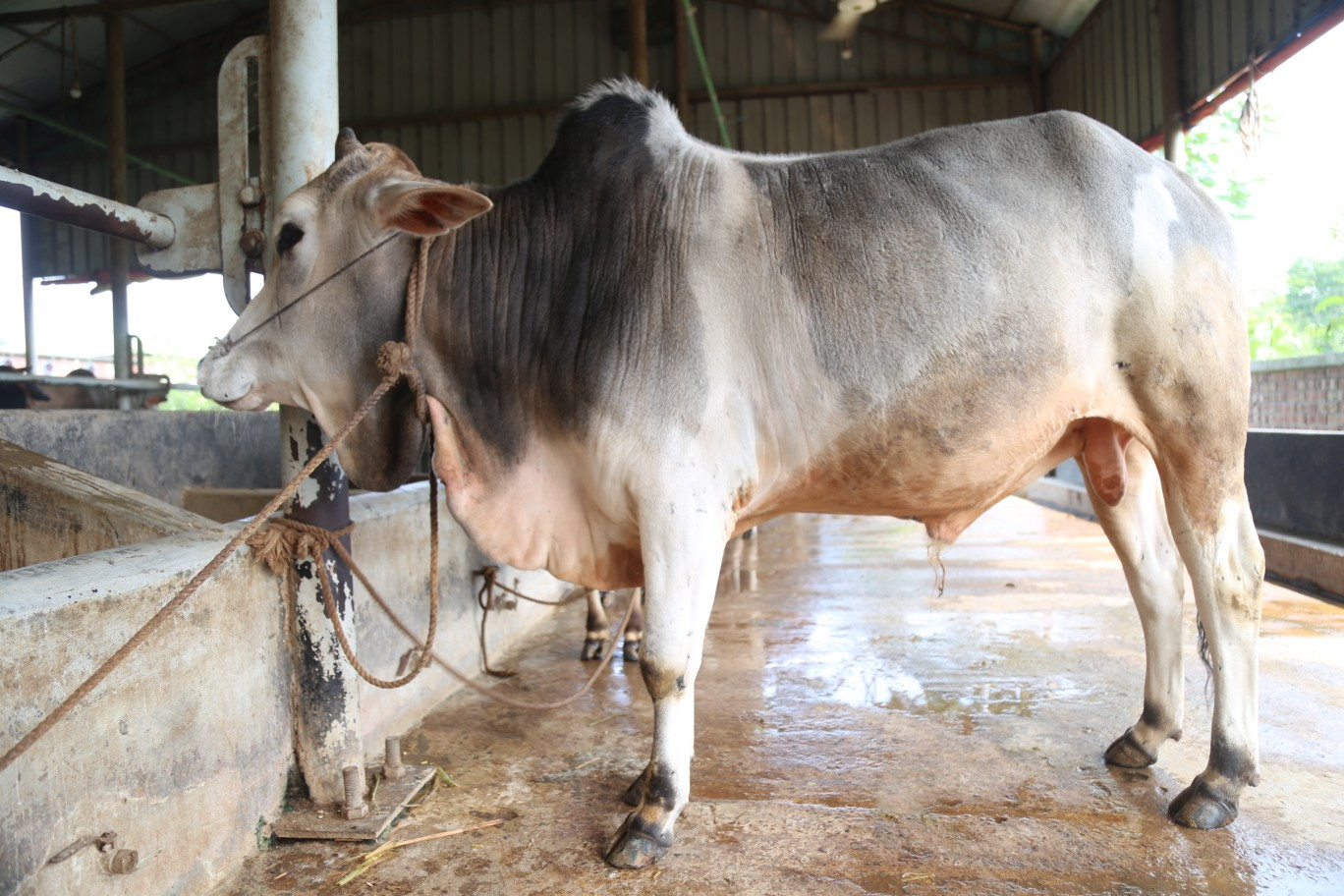 Cow 26