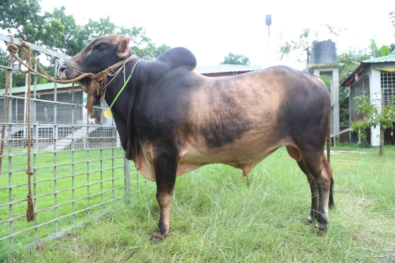 Cow 422