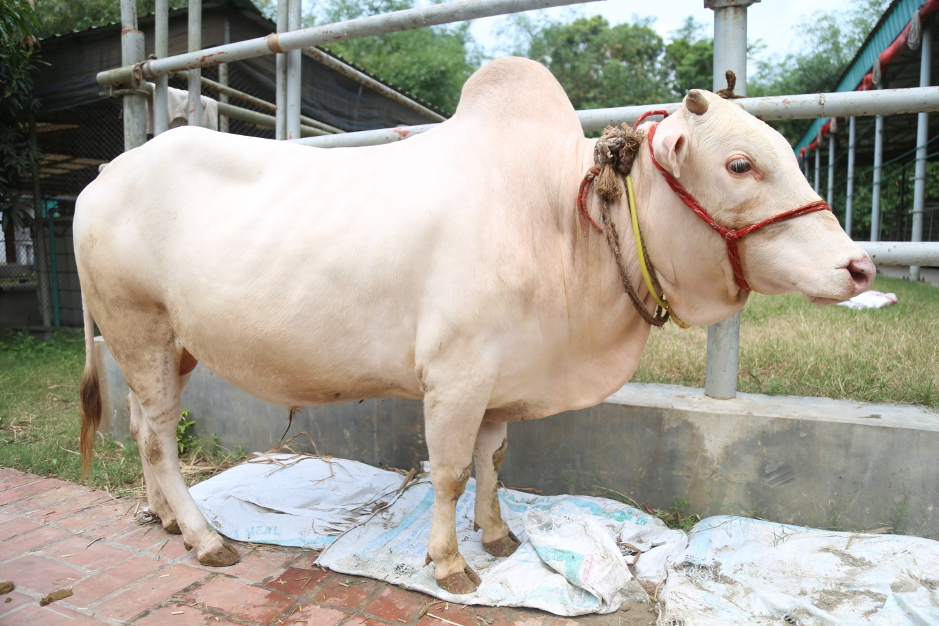 Cow 354