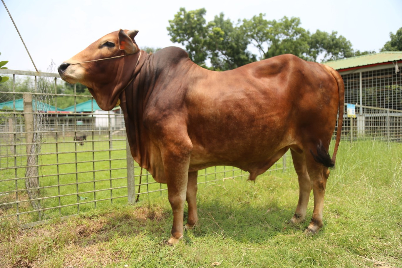 Cow 424