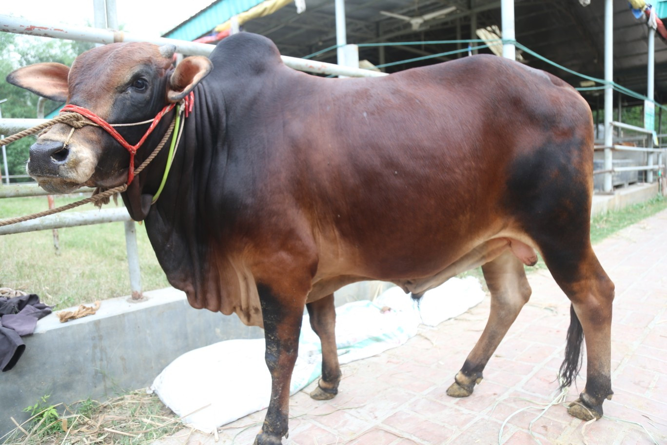 Cow 330