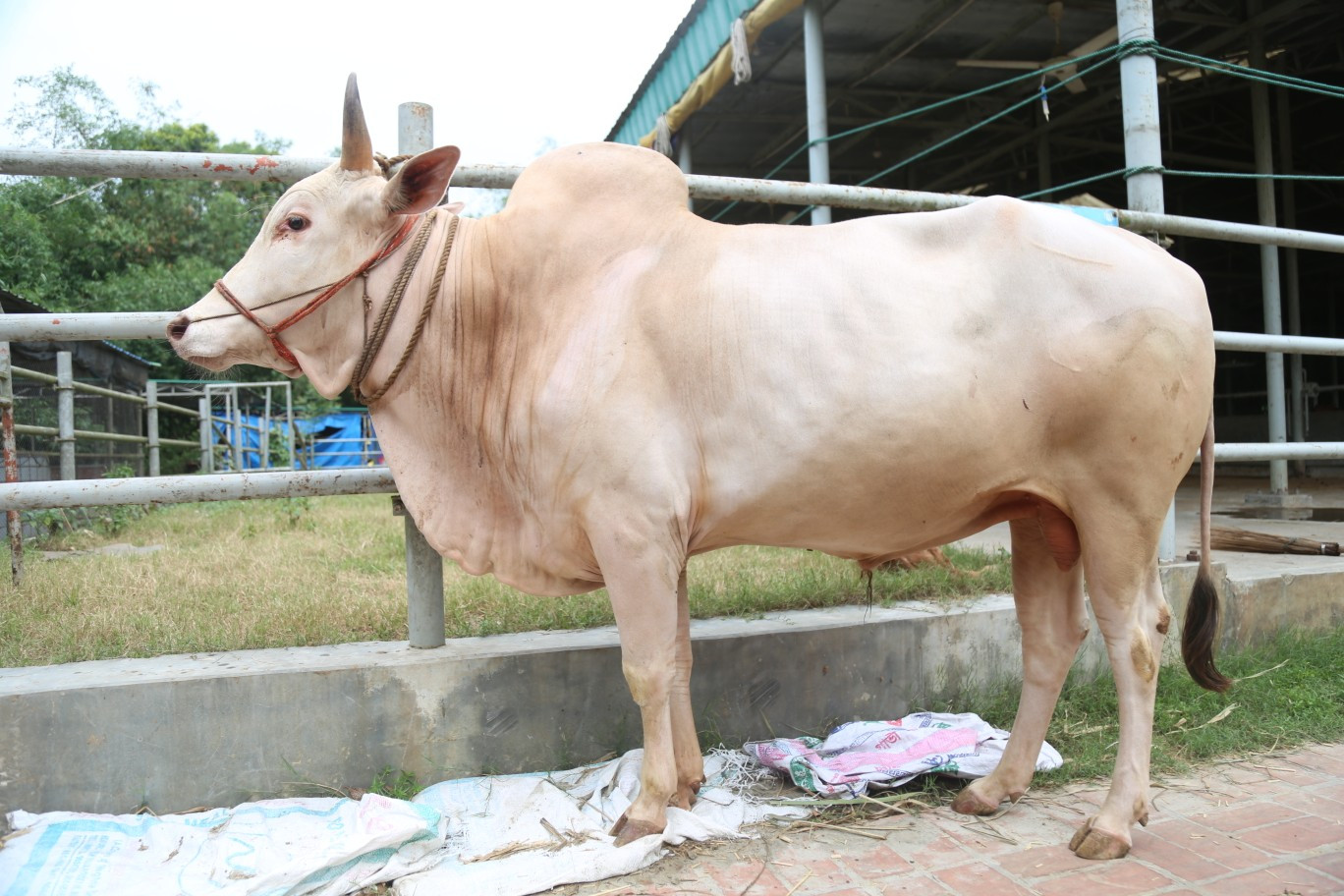 Cow 376