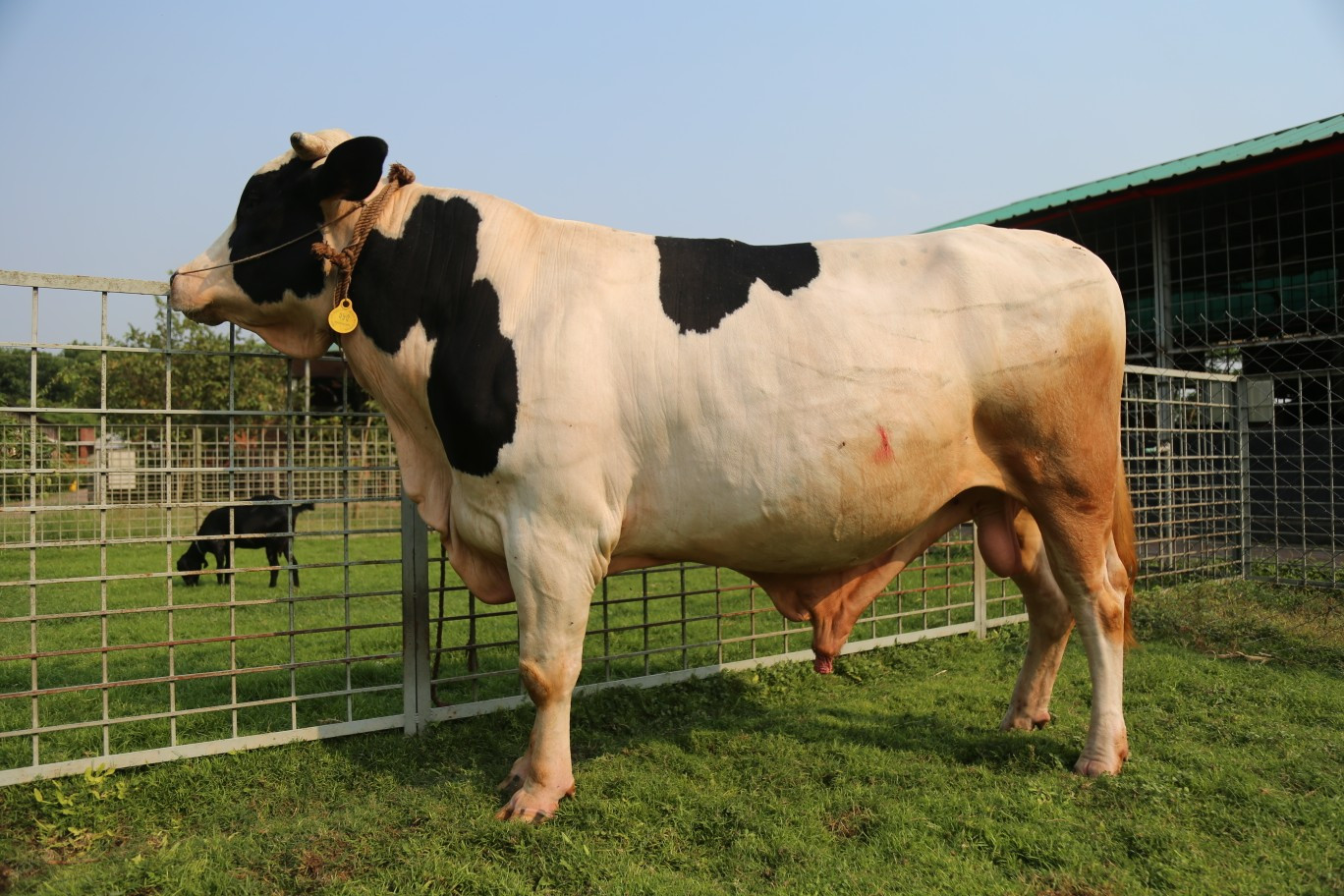 Cow 285