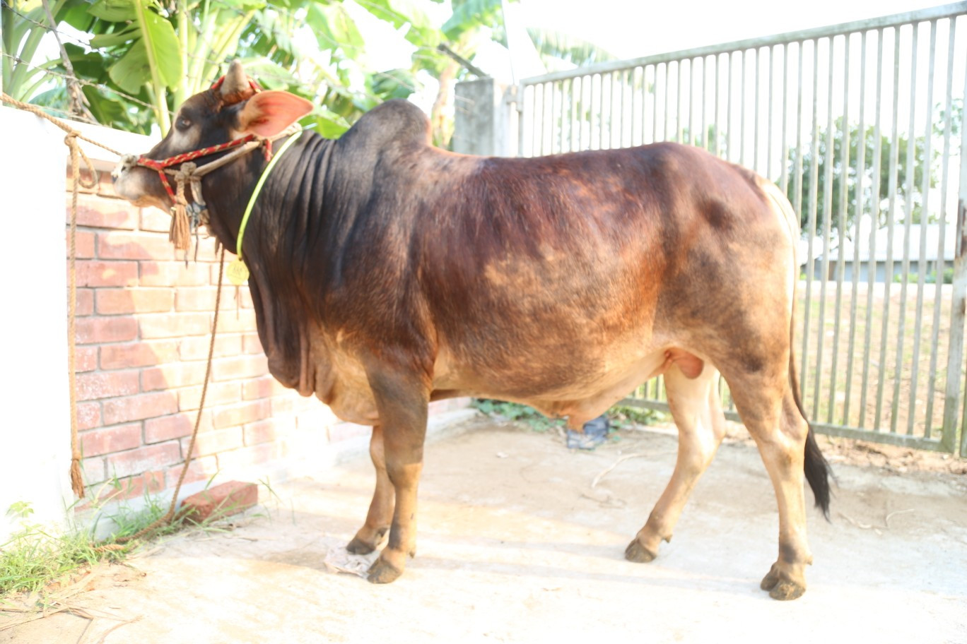 Cow 445
