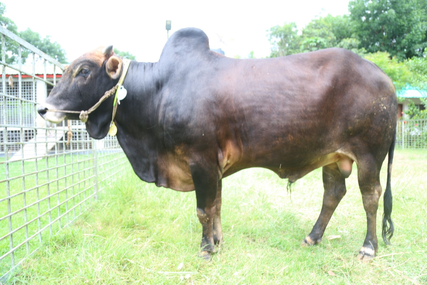 Cow 425