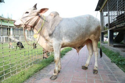 Cow 406