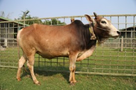 Cow 317