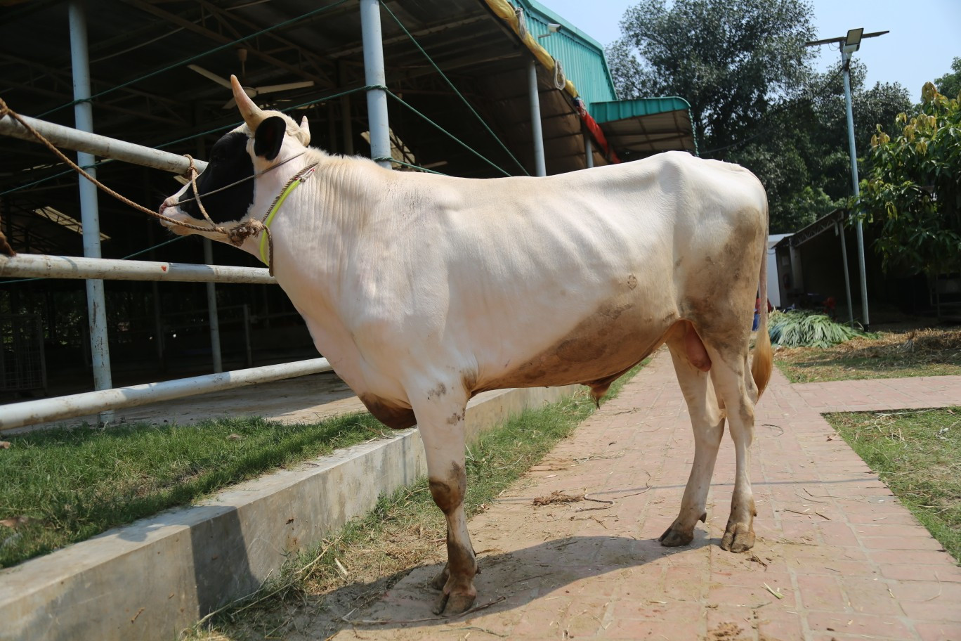 Cow 305