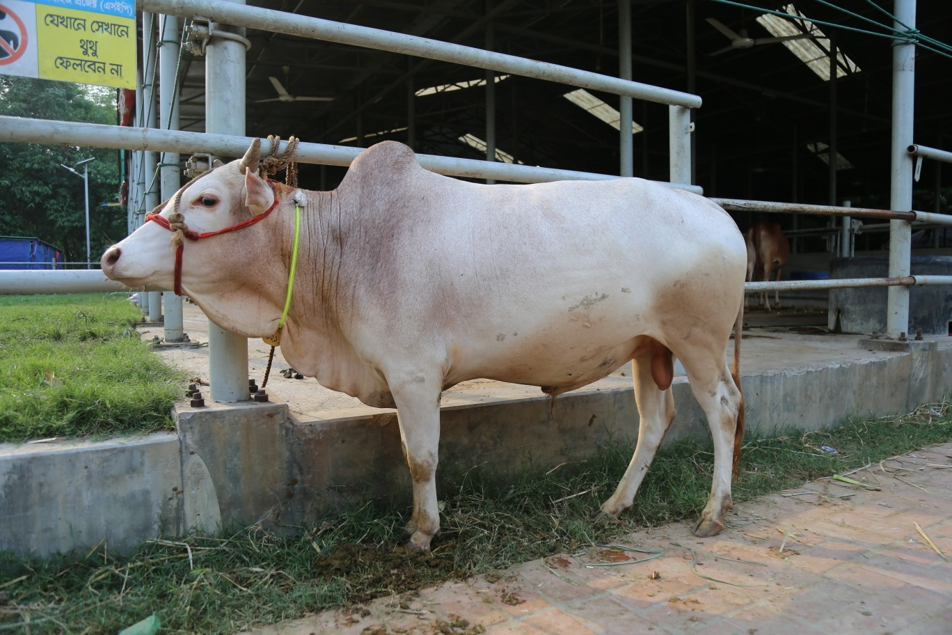 Cow 121