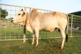 Cow 367