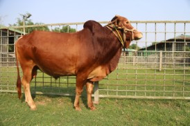 Cow 309