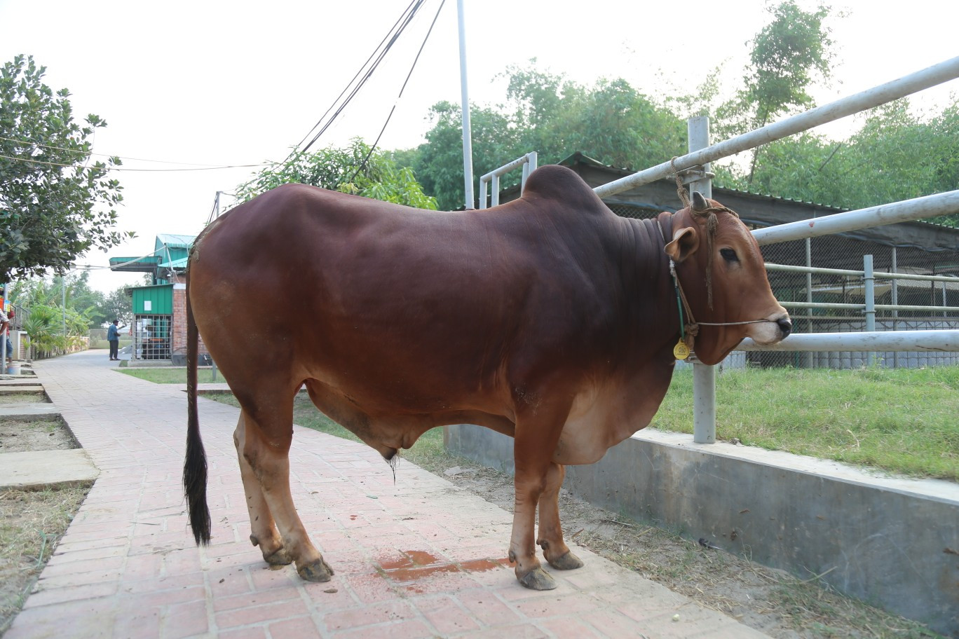 Cow 340