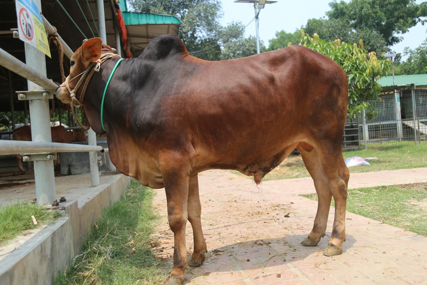Cow 12