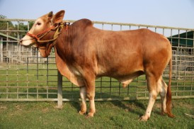 Cow 340