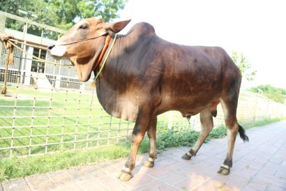 Cow 401