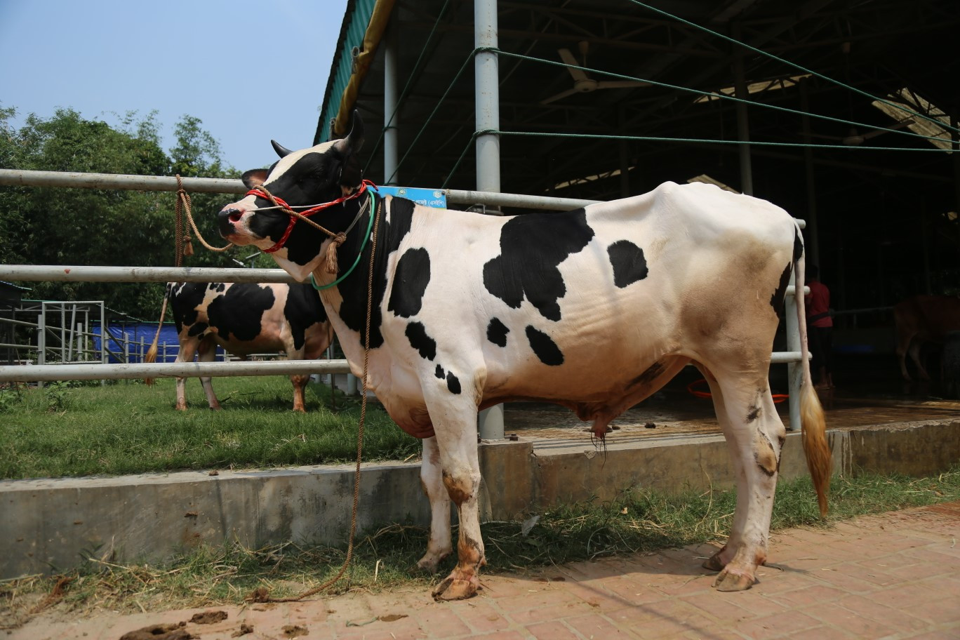 Cow 307